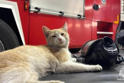 Brazen ginger cat adopted as Ufa fire station mascot