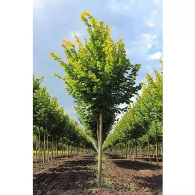 Источник: конкурсная документация