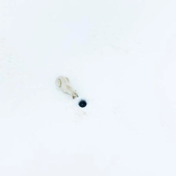 Источник: Nature TTL Photographer of the Year