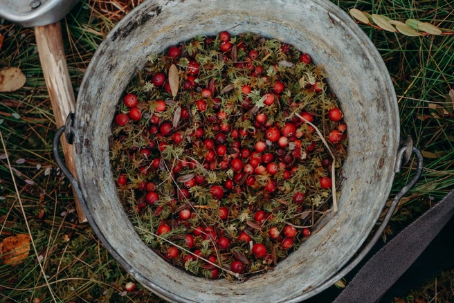 Сами местные говорят, что любят варить морс из клюквы | Источник: Анастасия Малышкина / 72.RU