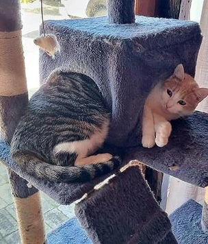 Самые смешные фото котов за осень 2025 года