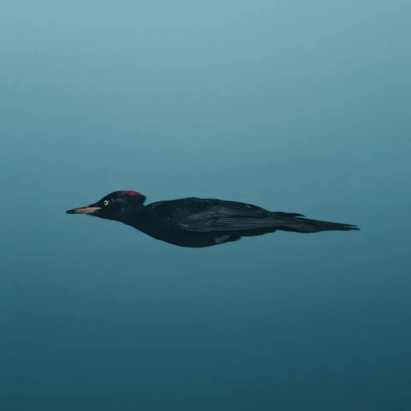 Источник: Nikon Comedy Wildlife Awards
