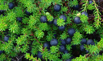 Черная ягода вороника - целебный дар северной природы
