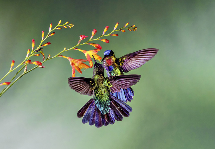 Little life: how tiny dimensions forced hummingbirds to become real superheroes