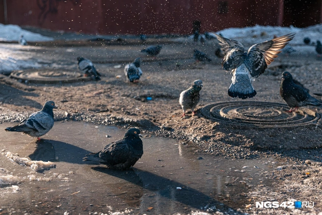 Скоро, как и эти голуби, будем «купаться» в лужах | Источник: Максим Серков / NGS42.RU 