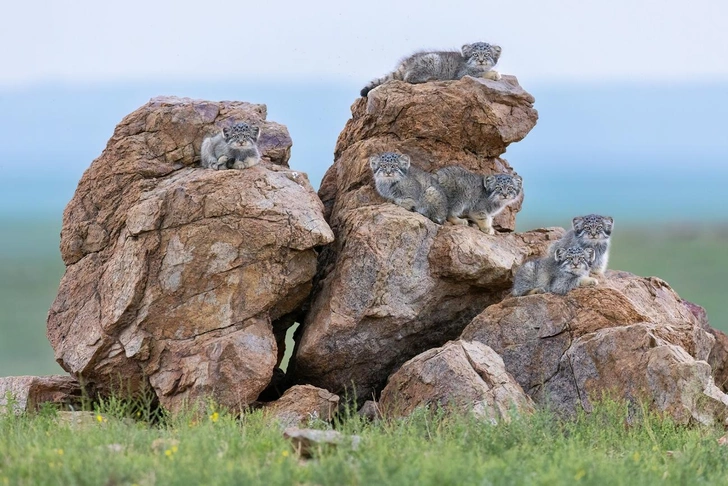 Банда манулов и лисьи обнимашки: забавные фото с животными финалистов конкурса Siena International Photo Awards 2025 | Источник: Amit Eshel / Siena International Photo Awards 2025