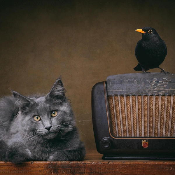 Источник: International Pet Photography Awards