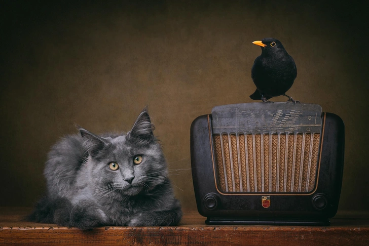 Лучшие фото домашних животных в 2025 году — победители конкурса Pet Photography Awards | Источник: International Pet Photography Awards