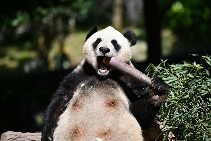 Панда дегустирует бамбук в зоопарке Чэнду