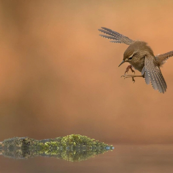 Третье место в номинации «Птицы в полете» | Источник: Roelof Molenaar / Bird Photographer of the Year 2018