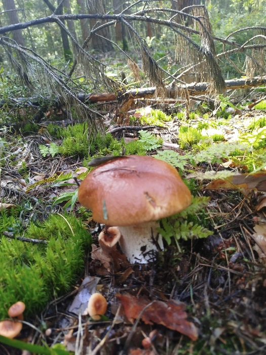 Источник: «Грибы и Грибники Подмосковья» / vk.com