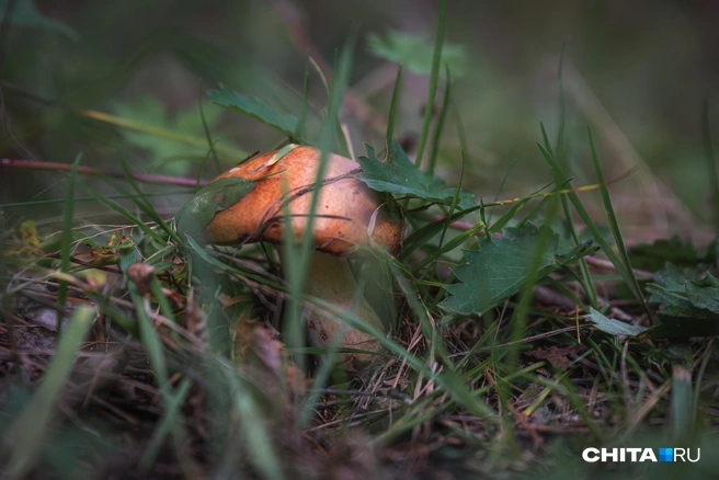 Грибной сезон в Алтайском крае: где искать белые и грузди? | Источник: Олег Фёдоров / CHITA.RU