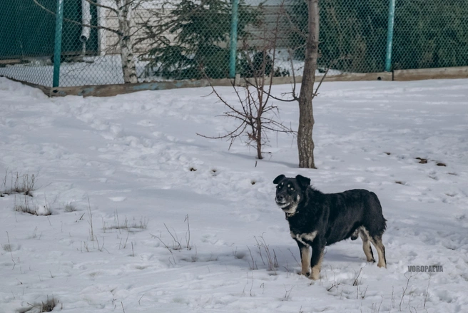 «Иди своей дорогой, путник. Я тебя не потревожу» | Источник: Юлия Воропаева