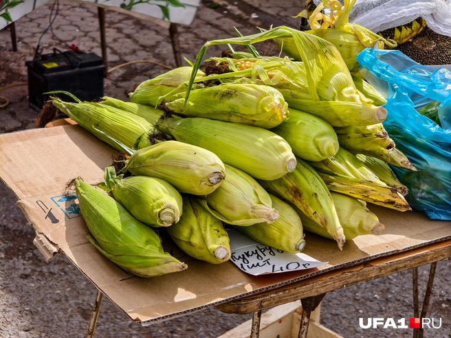 Многие рвут кукурузу бесплатно | Источник: Булат Салихов / UFA1.RU