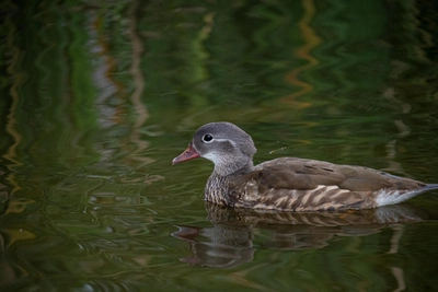 Где в Алтайском крае появятся новые ООПТ