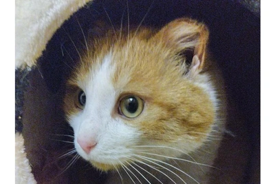 В Иркутске отдают ласкового кота Фёдора