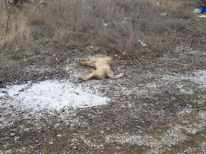 Тело одной из погибших собак было обнаружено рядом с автозаправочной станцией. | Источник: читатели V1.RU