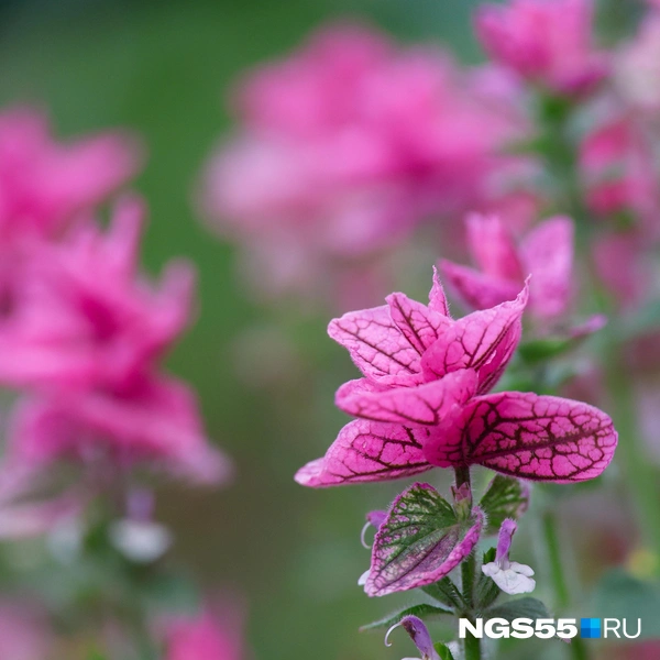 Цветы сопротивляются похолоданию | Источник: Евгений Софийчук / NGS55.RU