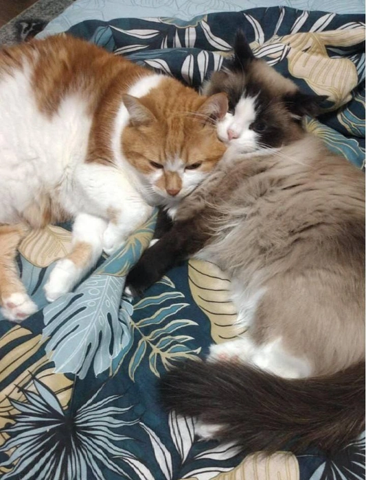 Можно даже в обнимку с другом | Источник: читатель 63.RU 