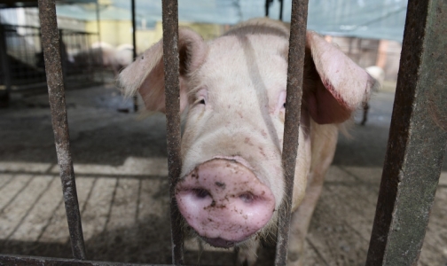Чума свиней появилась на Великолукском свинокомплексе из-за нарушения дезинфекции