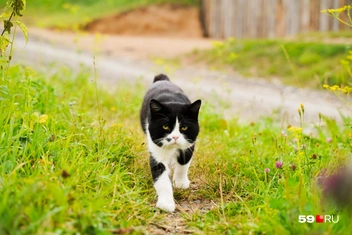 Тут бродят очень харизматичные коты | Источник: Репсиме Зурнаджян / 59.RU