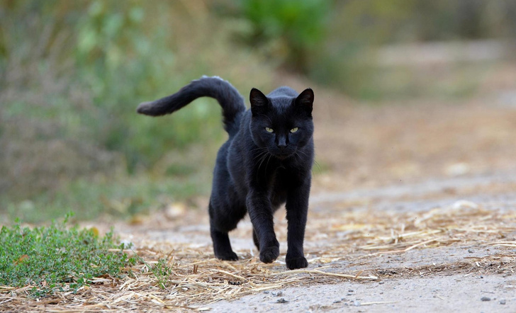 Приметы и суеверия про кошек: раньше об этом знали все