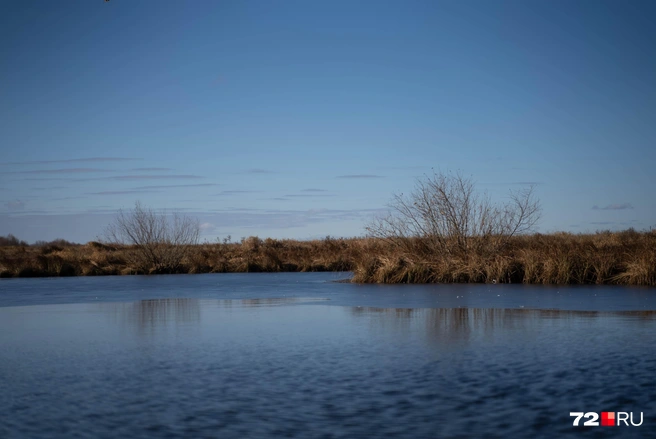 Недалеко от дома Елены есть небольшой водоем, вода из которого доходит ручьем до участка. Там часто гуляли домашние утки женщины вместе с дикими | Источник: Илья Чикотин / 72.RU