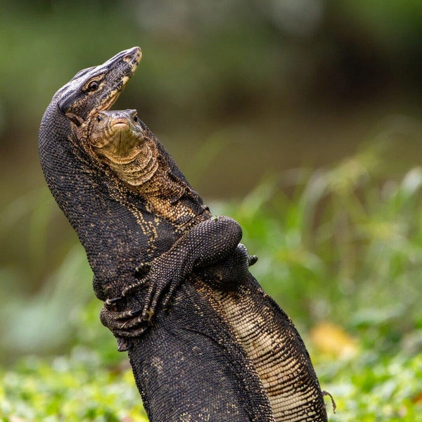 «Я ваша навеки!» | Источник: Jessica Emmett / Nikon Comedy Wildlife Awards 2025