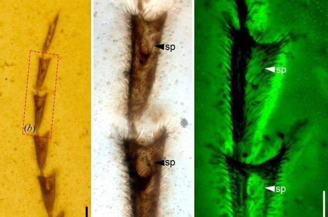 Усик светлячка Flammarionella hehaikuni | Источник: Cai et al., Proc R Soc Lond B Biol Sci, 2024