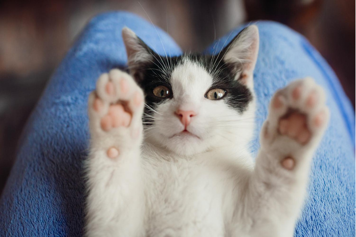 «Не могу, у меня лапки»: что происходит со здоровьем кошек, которым удалили когти