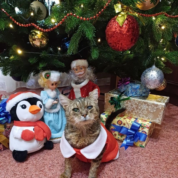 Кошка Глаша уверена, что главный подарочек&nbsp;— это она | Источник: читательница НГС 
