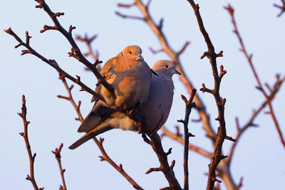 Пара горлинок сфотографирована под Волгоградом весной