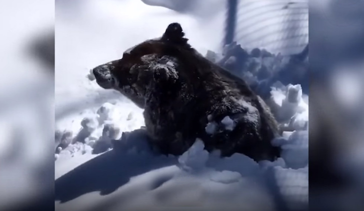 На видео попал момент, как медведь выходит из берлоги после зимней спячки