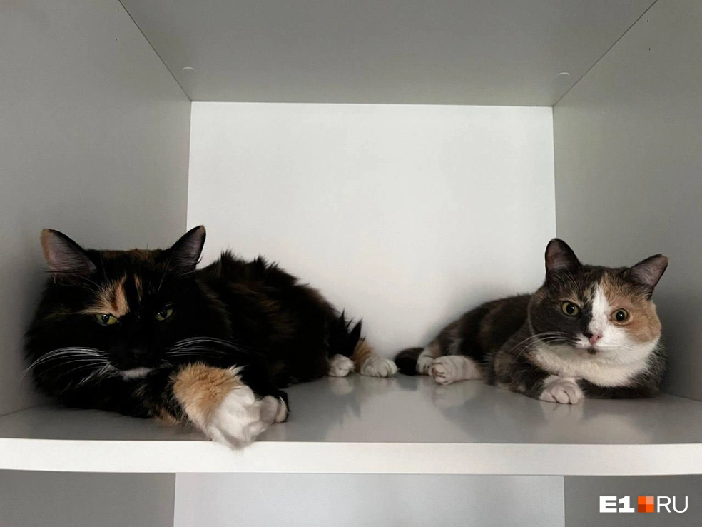 Кошки Плюша и Даша тоже отправились в путешествие со своей семьей | Источник: Олег Иванов