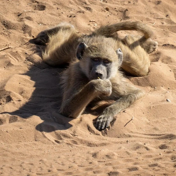 «Я жду свой массаж уже 15 минут!» | Источник: Jacqueline Treutner / Nikon Comedy Wildlife Awards 2024