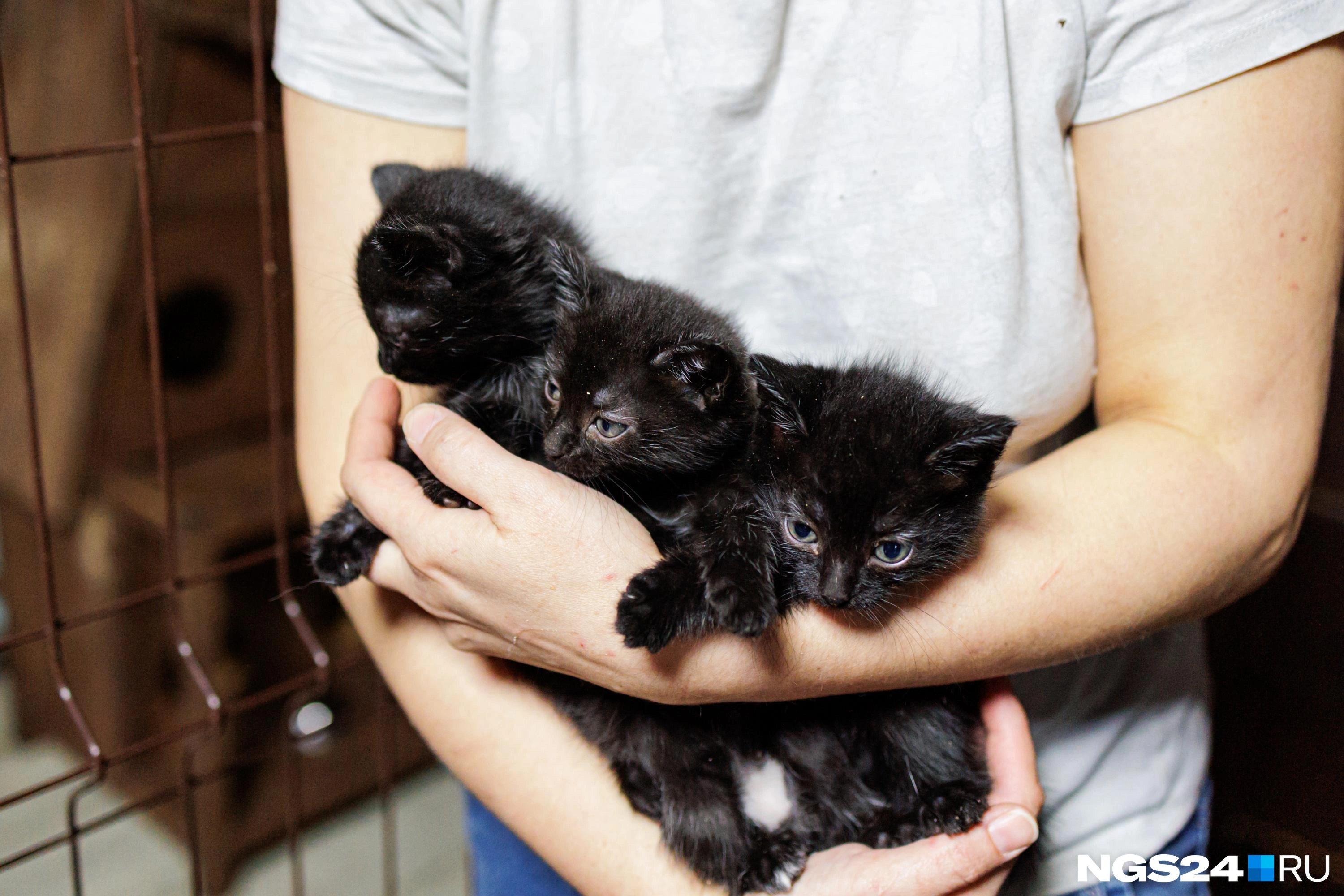 Котята сейчас на карантине