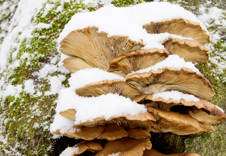 Фото №5 - Поиск грибов, купание в одежде и другие летние развлечения, которыми можно заняться и зимой