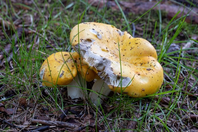 Перед сбором важно убедиться, что гриб действительно съедобен! | Источник: mycology.su