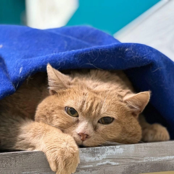 Источник: vk.com/cat_kroshik