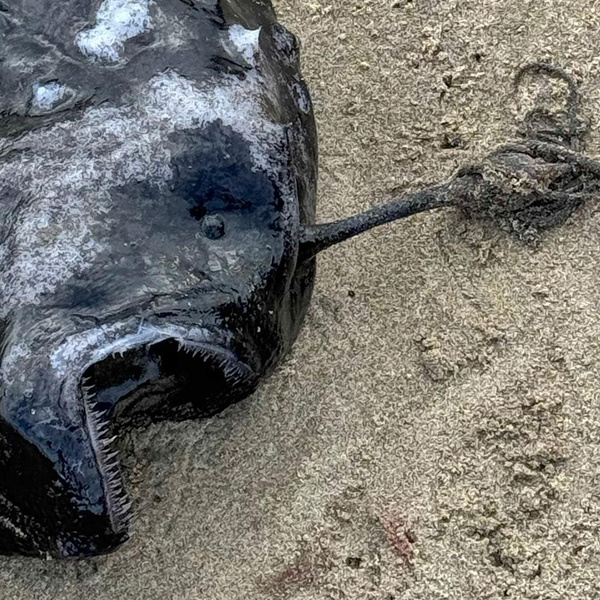 На берег океана выбросило загадочную футбольную рыбу: что это за существа и как они живут?