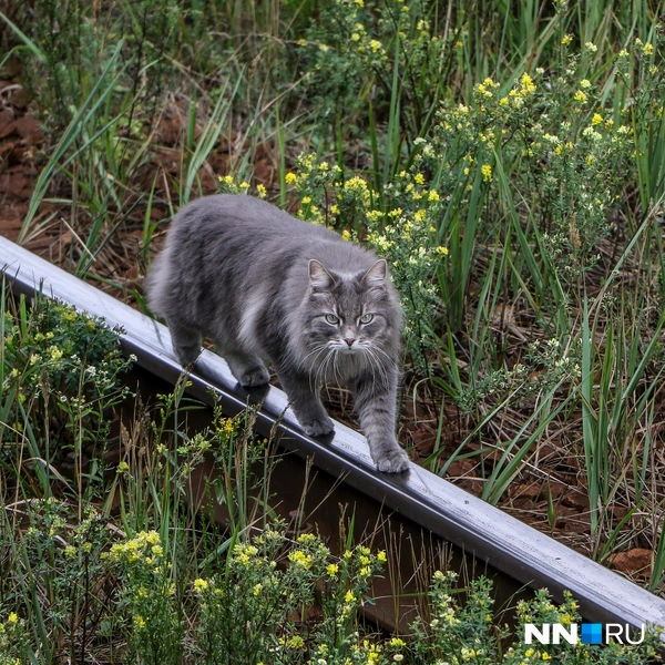 Котик, гуляющий по путям | Источник: Наталья Бурухина / NN.RU