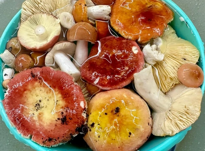 Многим грибникам не нравится на вкус сыроежки | Источник: Грибы. Грибники Омска и Омской области / vk.com