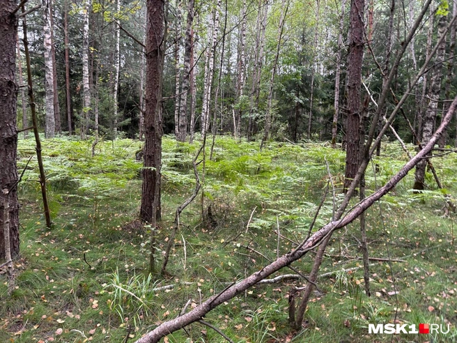 В лесу свежий воздух | Источник: Диана Храмцова / MSK1.RU
