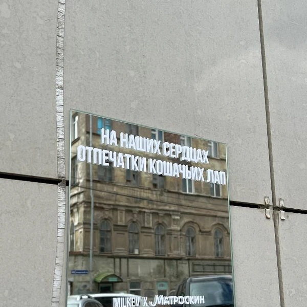Самая «кошачья» цитата в подборке | Источник: Клим Вихарев