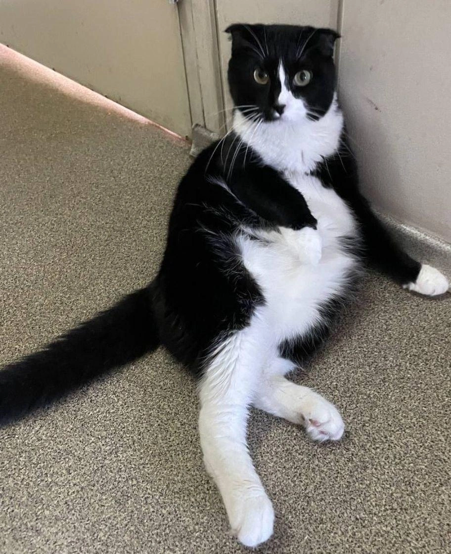 Источник: Муркоша / vk.com