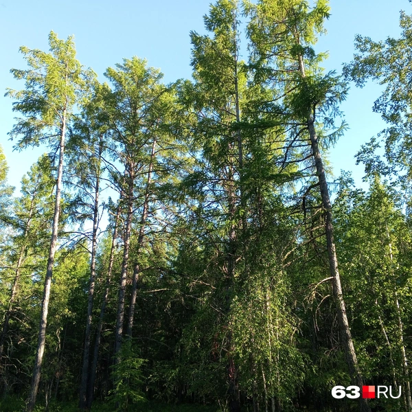 Источник: Денис Лейканд / 63.RU