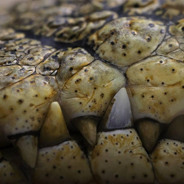 Источник: Ленинградский зоопарк