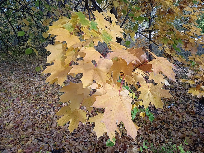 В Ульяновске сохраняется теплая погода | Источник: Дмитрий Сильнов / 173. RU