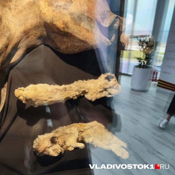 Источник: Татьяна Акишина / VLADIVOSTOK1.RU