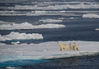 Площадь льдов Арктики достигла рекордного минимума